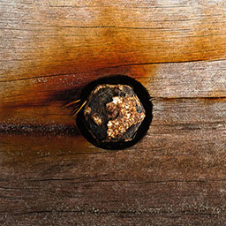 close-up rusty bolt, screwed into natural wood.